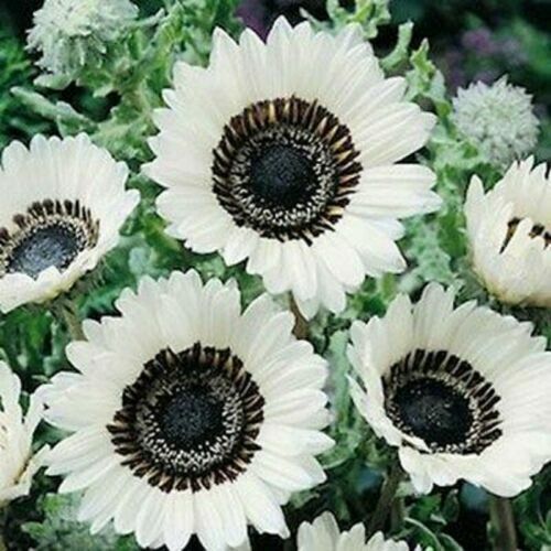 Green River 25 Snow White Sunflower Seeds - Perennial Flower Seed Pack, Deep Red Blooms for Pollinator Gardens, Easy to Grow, Non-GMO for Outdoor Planting, Premium Heirloom Seeds