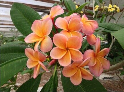 Green River 5 Light Pink Orange Plumeria Seeds - Flower Seed Pack, Premium Tropical Blooms, Fragrant Perennial Plants for Garden Charm, Ideal for Leis and Containers