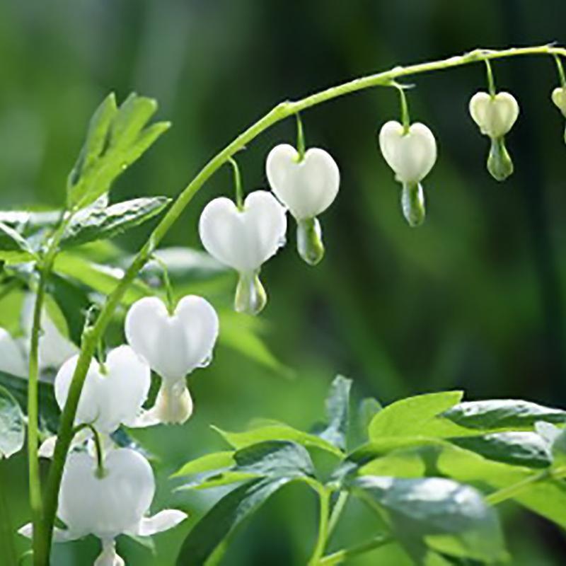 Green River 25 White Bleeding Heart Seeds Premium Flower Seeds for Shade Gardens & Containers Climbing Perennial Heart Seed Flowers Butterfly Friendly Low Maintenance