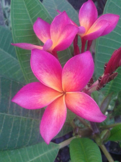 Green River 5 Bright Pink Orange Plumeria Seeds - Flower Seed Pack, Premium Tropical Blooms, Fragrant Perennial Plants for Garden Charm, Ideal for Leis and Containers