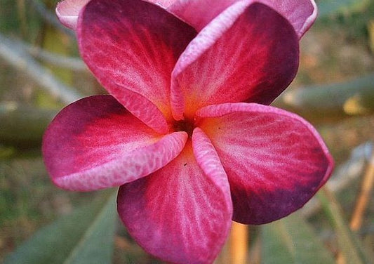 Green River 5 Bright Pink Purple Plumeria Seeds - Flower Seed Pack, Premium Tropical Blooms, Fragrant Perennial Plants for Garden Charm, Ideal for Leis and Containers