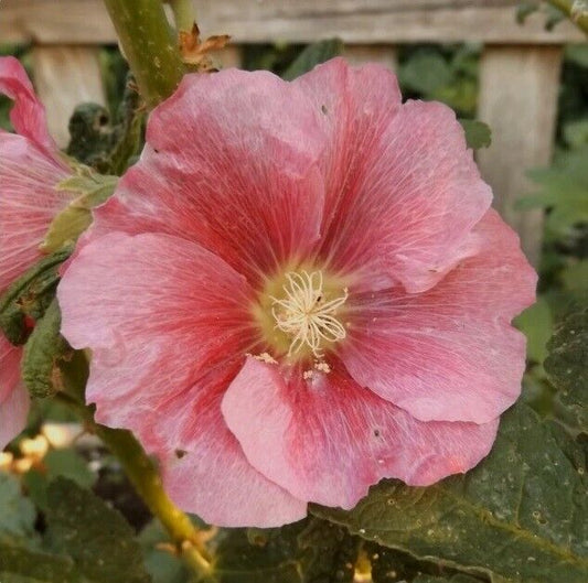 Green River 25 Deep Light Pink Hollyhock Seeds - Flower Seed Pack, Tall Perennial Blooms, Cottage Garden Plants for Borders, Premium Seeds for Planting, Pollinator Friendly Flowers
