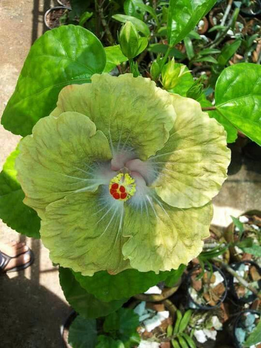 Green River 20 Green Hibiscus Seeds - Premium Perennial Flower Seeds Pack for Tropical & Pollinator Gardens, Hardy Outdoor Seeds for Full Sun & Well-Drained Soil, Vibrant Garden Blooms Attracting Butterflies & Hummingbirds
