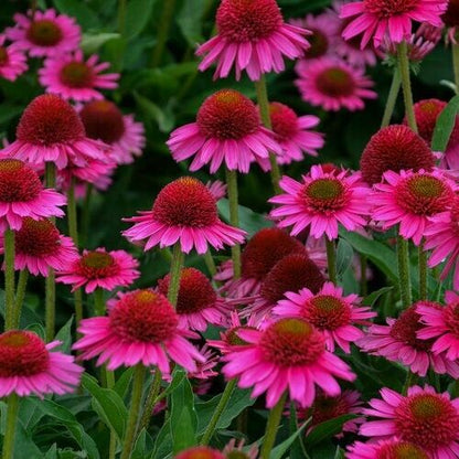 Green River 50 Delicious Candy Coneflower Seeds - Drought-Tolerant Decor Seeds for Pollinator Gardens, Perennial Blooms, Ideal for Summer Conditions