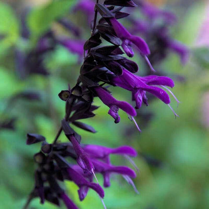 Green River 50 Purple Black Salvia Seeds - Vibrant Perennial Flower Seeds for Borders & Pollinator Gardens, Drought-Tolerant, Butterfly Magnet, All Seasons, Bag, Partial Sun