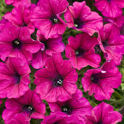 Green River 50 Bright Pink Petunia Seeds - Decor Decoratives for Pots, Premium Seeds for Pots, Hanging Baskets & Flower Beds - Easy to Grow, Vibrant, Cascading Beauty - Full Sun, Spring to Fall Blooms
