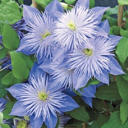 Green River Light Blue Clematis Seeds - 25 Flower Seed Pack, Perennial Climbing Vine, Dried Clematis Plant Seeds for Fences and Trellises, All Seasons, USDA Zones 4-9