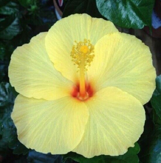 Green River 20 Light Yellow Hibiscus Seeds - Premium Perennial Flower Seeds Pack for Tropical & Pollinator Gardens, Hardy Outdoor Seeds for Full Sun & Well-Drained Soil, Vibrant Garden Blooms Attracting Butterflies & Hummingbirds