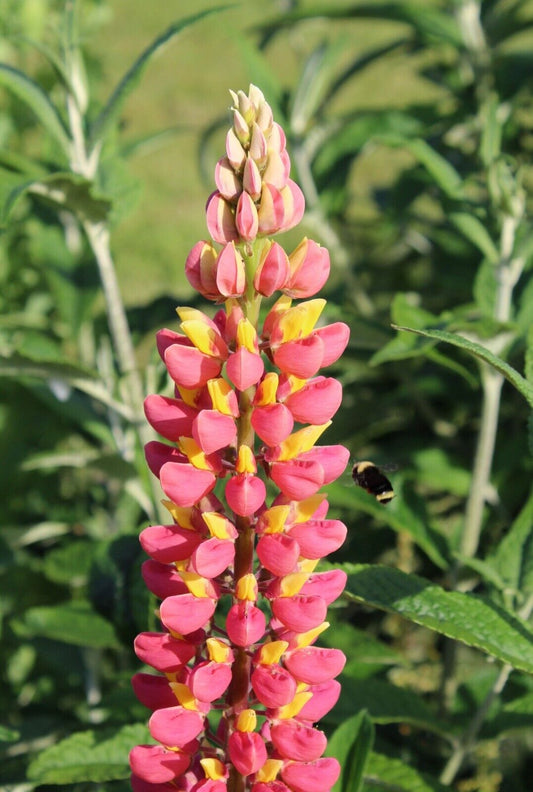 Green River 25 Pink Yellow Lupine Seeds - Vibrant Spiky Blooms, Fast Growing Perennials, Premium Seeds, Decor Decoratives Thrives in Cool Climates, Spring Full Sun