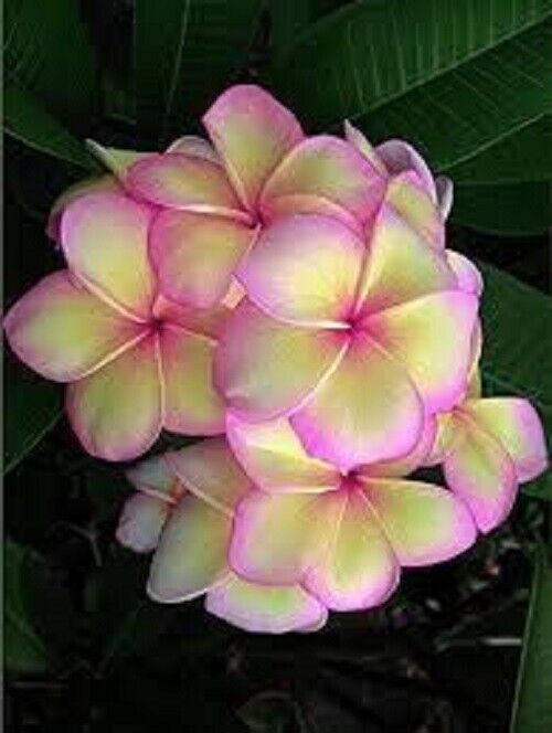 Green River 5 Light Pink Yellow Plumeria Seeds - Flower Seed Pack, Premium Tropical Blooms, Fragrant Perennial Plants for Garden Charm, Ideal for Leis and Containers