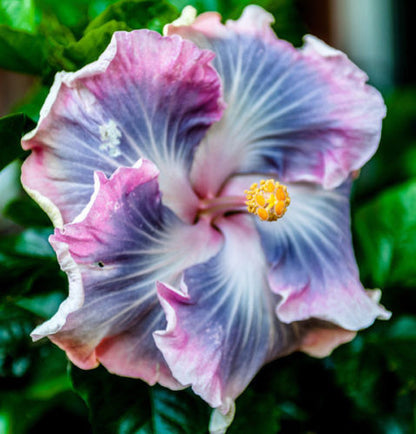 Green River 20 Blue Purple Hibiscus Seeds - Premium Perennial Flower Seeds Pack for Tropical & Pollinator Gardens, Hardy Outdoor Seeds for Full Sun & Well-Drained Soil, Vibrant Garden Blooms Attracting Butterflies & Hummingbirds