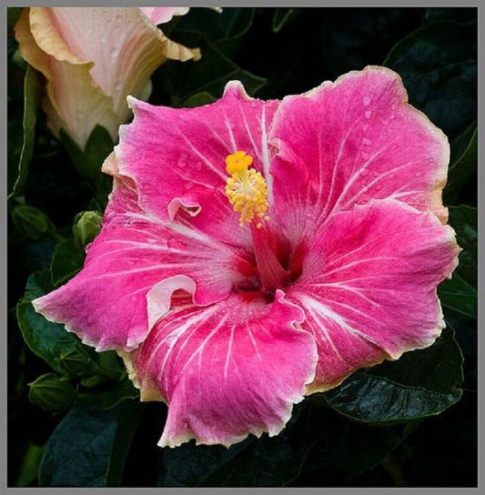 Green River 20 Pink White Tips Hibiscus Seeds - Premium Perennial Flower Seeds Pack for Tropical & Pollinator Gardens, Hardy Outdoor Seeds for Full Sun & Well-Drained Soil, Vibrant Garden Blooms Attracting Butterflies & Hummingbirds