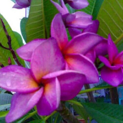 Green River 5 Purple White Plumeria Seeds - Flower Seed Pack, Premium Tropical Blooms, Fragrant Perennial Plants for Garden Charm, Ideal for Leis and Containers