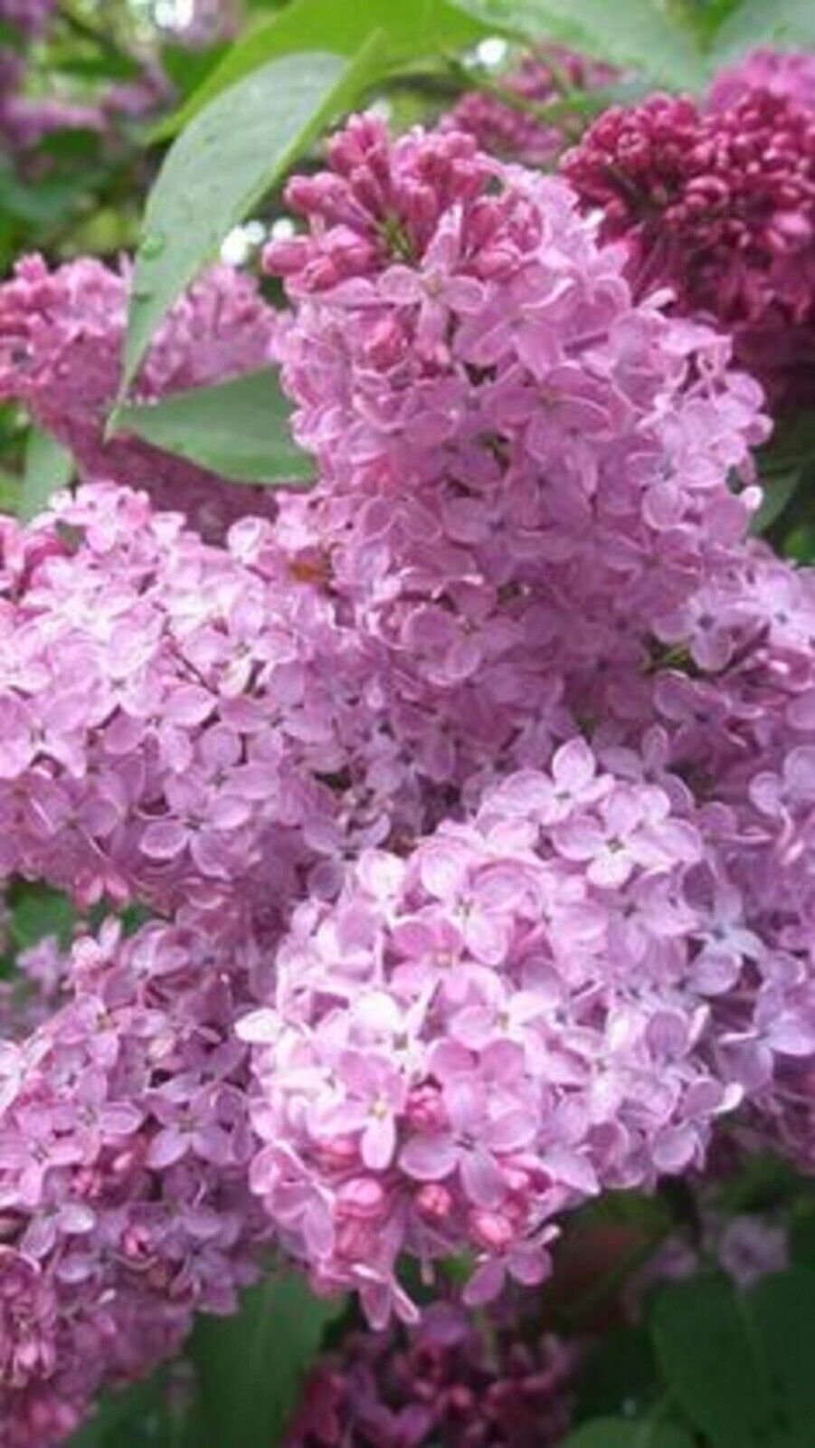 Green River 25 Heather Lilac Seeds - Fragrant Spring Bloomers for Garden & Decor Decoratives - Premium Seeds, Heirloom Variety for Pollinator Gardens