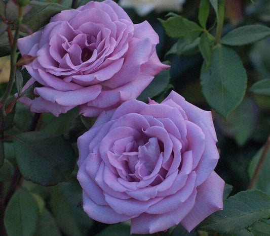 10 Light Blue Purple Rose Seeds Flower Bush Perennial Bloom Shrub Flowering 1281