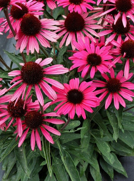 Green River 50 Wicked Coneflower Seeds - Drought-Tolerant Decor Seeds for Pollinator Gardens, Perennial Blooms, Ideal for Summer Conditions