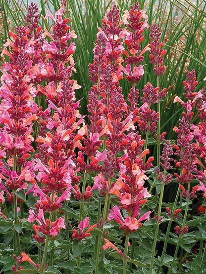 100 Coral Hyssop Seeds Agastache Perennial Flower Seed Flowers 245 US SELLER