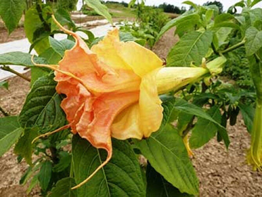 Green River Seeds 10 Tsunami Angel Trumpet Seeds - Premium Brugmansia Flowers for Pots Patios & Cottage Gardens - Fast Growing Exotic Scented Blooms for Full Sun Zones