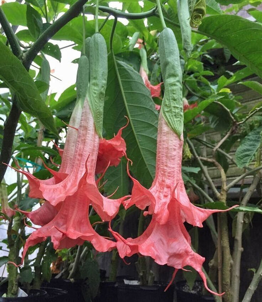 Green River Seeds 10 Summer Rose Angel Trumpet Seeds - Premium Brugmansia Flowers for Pots Patios & Cottage Gardens - Fast Growing Exotic Scented Blooms for Full Sun Zones
