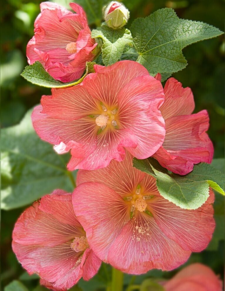 Green River 25 Pink Orange Hollyhock Seeds - Flower Seed Pack, Tall Perennial Blooms, Cottage Garden Plants for Borders, Premium Seeds for Planting, Pollinator Friendly Flowers