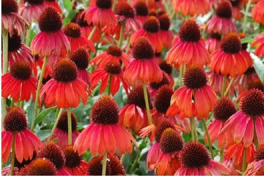 Green River 50 Ruby Red Coneflower Seeds - Drought-Tolerant Decor Seeds for Pollinator Gardens, Perennial Blooms, Ideal for Summer Conditions