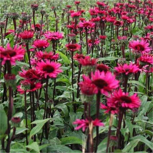 Green River 50 Fatal Attraction Coneflower Seeds - Drought-Tolerant Decor Seeds for Pollinator Gardens, Perennial Blooms, Ideal for Summer Conditions