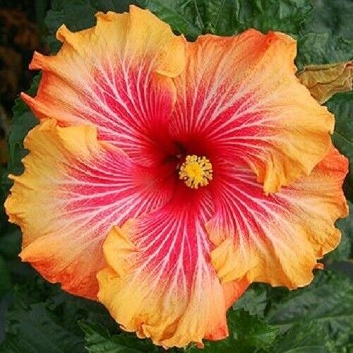 Green River 20 Red Yellow Orange Hibiscus Seeds - Premium Perennial Flower Seeds Pack for Tropical & Pollinator Gardens, Hardy Outdoor Seeds for Full Sun & Well-Drained Soil, Vibrant Garden Blooms Attracting Butterflies & Hummingbirds
