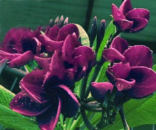 Green River 5 Dark Purple Plumeria Seeds - Flower Seed Pack, Premium Tropical Blooms, Fragrant Perennial Plants for Garden Charm, Ideal for Leis and Containers