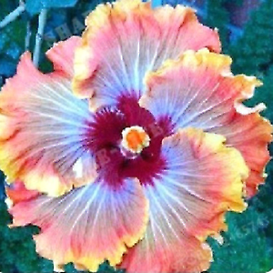 20 Orange Red Hibiscus Seeds Flowers Flower Seed Perennial Bloom 164