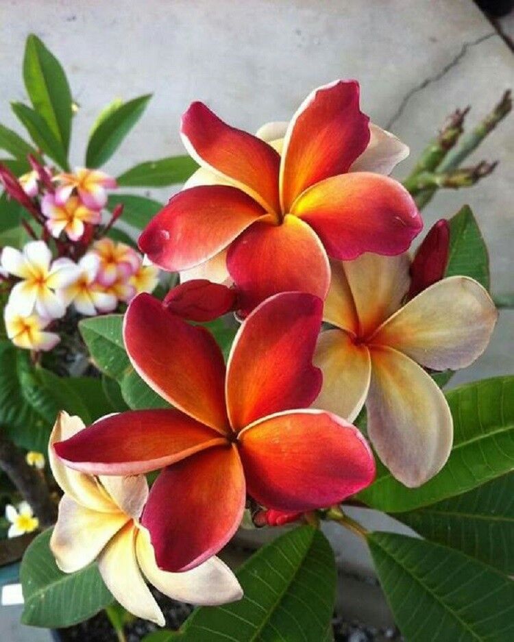 Green River 5 Dark Orange Plumeria Seeds - Flower Seed Pack, Premium Tropical Blooms, Fragrant Perennial Plants for Garden Charm, Ideal for Leis and Containers