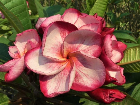Green River 5 Pink White Plumeria Seeds - Flower Seed Pack, Premium Tropical Blooms, Fragrant Perennial Plants for Garden Charm, Ideal for Leis and Containers