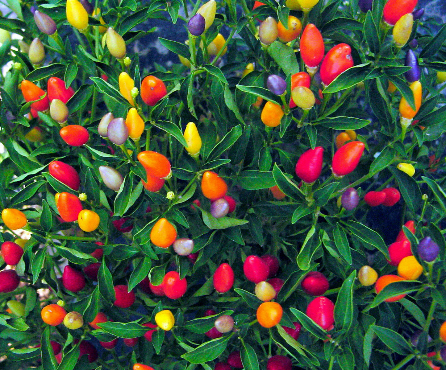 plant pepper from seed 25 Prairie Fire Ornamental Pepper Seeds Spicy Seed Plant Perennial 60 – Green River Seeds