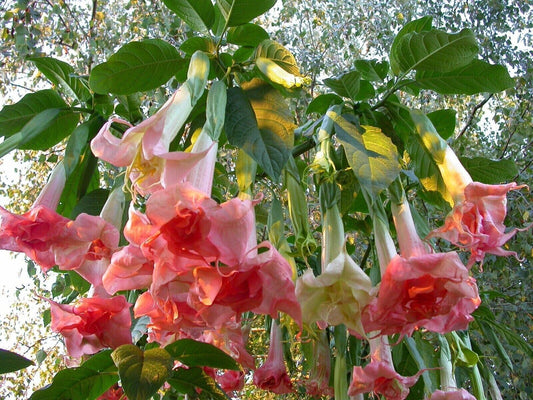 Green River Seeds 10 Perfektion Angel Trumpet Seeds - Premium Brugmansia Flowers for Pots Patios & Cottage Gardens - Fast Growing Exotic Scented Blooms for Full Sun Zones