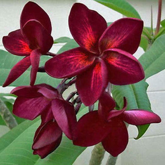 Green River 5 Dark Red Plumeria Seeds - Flower Seed Pack, Premium Tropical Blooms, Fragrant Perennial Plants for Garden Charm, Ideal for Leis and Containers