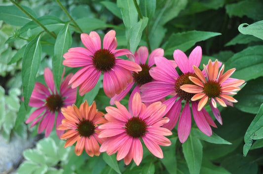 Green River 50 Pink Orange Coneflower Seeds - Drought-Tolerant Decor Seeds for Pollinator Gardens, Perennial Blooms, Ideal for Summer Conditions