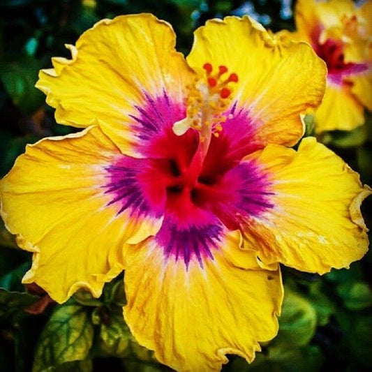 Green River 20 Yellow Pink Hibiscus Seeds - Premium Perennial Flower Seeds Pack for Tropical & Pollinator Gardens, Hardy Outdoor Seeds for Full Sun & Well-Drained Soil, Vibrant Garden Blooms Attracting Butterflies & Hummingbirds