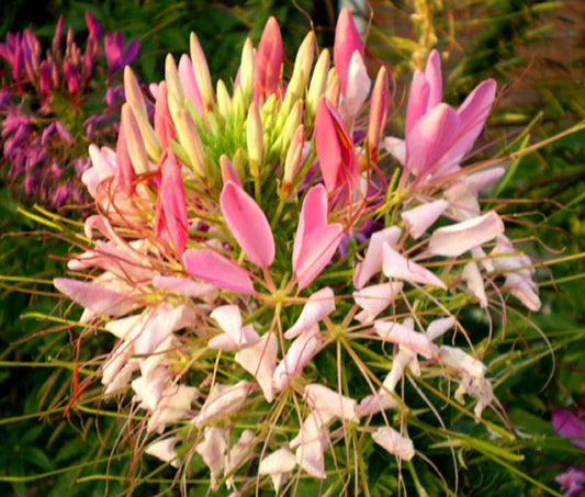 100 Pink Queen Spider Seeds Clome Spinosa Perennial 1185 US Seller Flower Bee