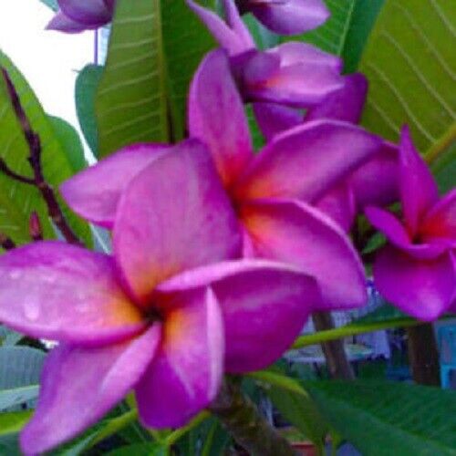 Green River 5 Purple White Plumeria Seeds - Flower Seed Pack, Premium Tropical Blooms, Fragrant Perennial Plants for Garden Charm, Ideal for Leis and Containers
