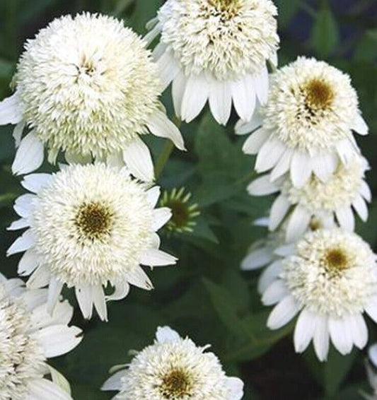 Green River 50 Milkshake Coneflower Seeds - Drought-Tolerant Decor Seeds for Pollinator Gardens, Perennial Blooms, Ideal for Summer Conditions