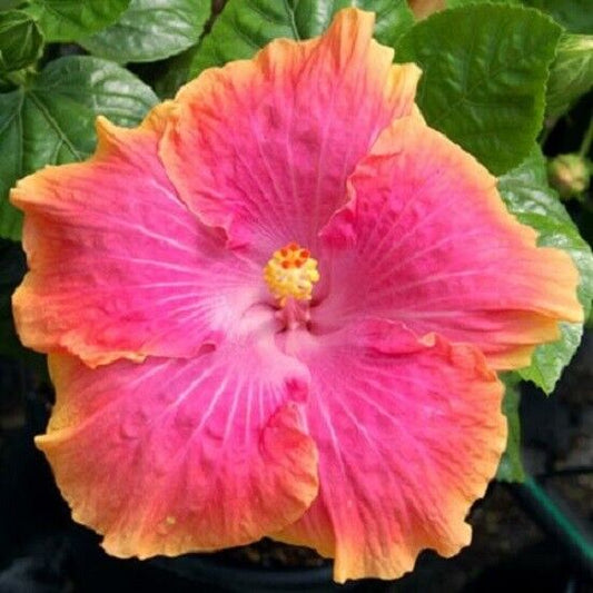 Green River 20 Yellow Pink Hibiscus Seeds - Premium Perennial Flower Seeds Pack for Tropical & Pollinator Gardens, Hardy Outdoor Seeds for Full Sun & Well-Drained Soil, Vibrant Garden Blooms Attracting Butterflies & Hummingbirds