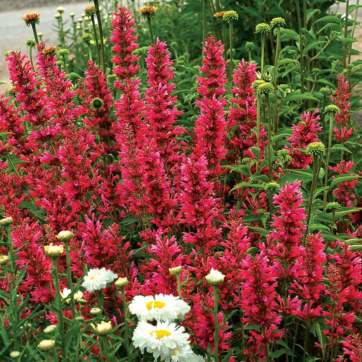 100 Raspberry Hyssop Seeds Agastache Perennial Flower Seed Flowers 242 US SELLER