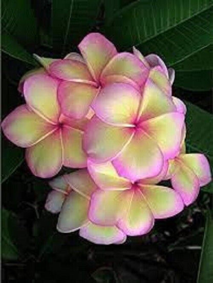 Green River 5 Light Pink Yellow Plumeria Seeds - Flower Seed Pack, Premium Tropical Blooms, Fragrant Perennial Plants for Garden Charm, Ideal for Leis and Containers