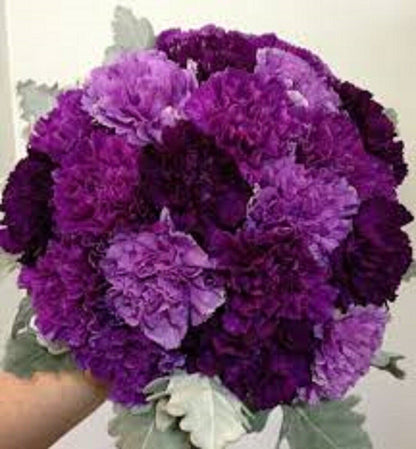 Green River 100 Purple Mix Carnation Seeds- Premium Flower Seeds for Planting Borders, Bouquets & Cottage Gardens | Ruffled Fragrant Carnation Flower Seeds | Fancy Carnation Seeds | Perennial Blooms for Pollinator & Cut Flower Gardens