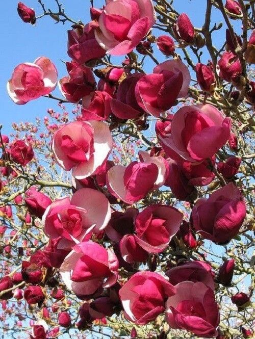 Green River 5 Alexandra Magnolia Seeds - Premium Magnolia Flower Seeds for Planting, Fragrant Spring Bloom Tree for Cottage Gardens & Landscaping, Rare Magnolia Tree Seeds, Ornamental Decor, Ideal for Pollinator Gardens & Backyard Displays
