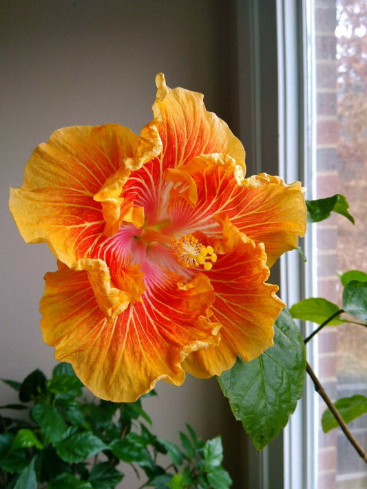 Green River 20 Orange Yellow Hibiscus Seeds - Premium Perennial Flower Seeds Pack for Tropical & Pollinator Gardens, Hardy Outdoor Seeds for Full Sun & Well-Drained Soil, Vibrant Garden Blooms Attracting Butterflies & Hummingbirds
