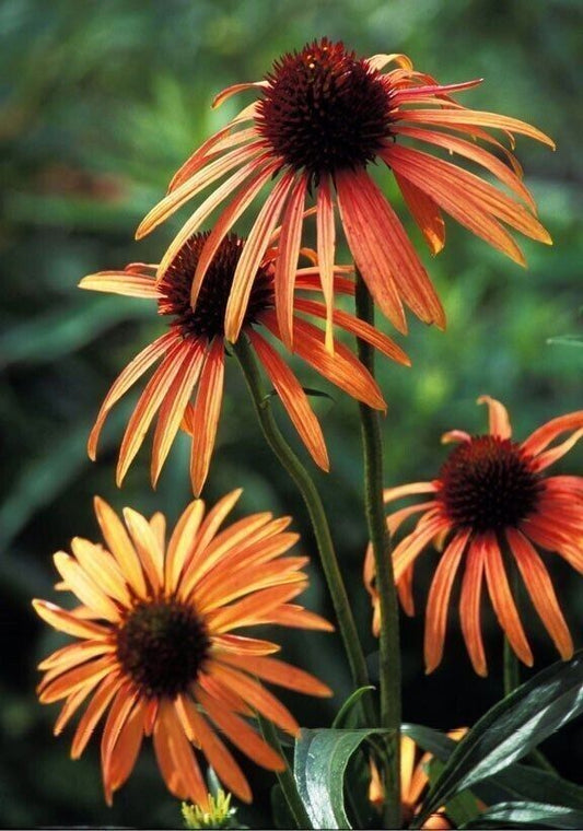 Green River 50 Orange Meadow Bright Coneflower Seeds - Drought-Tolerant Decor Seeds for Pollinator Gardens, Perennial Blooms, Ideal for Summer Conditions