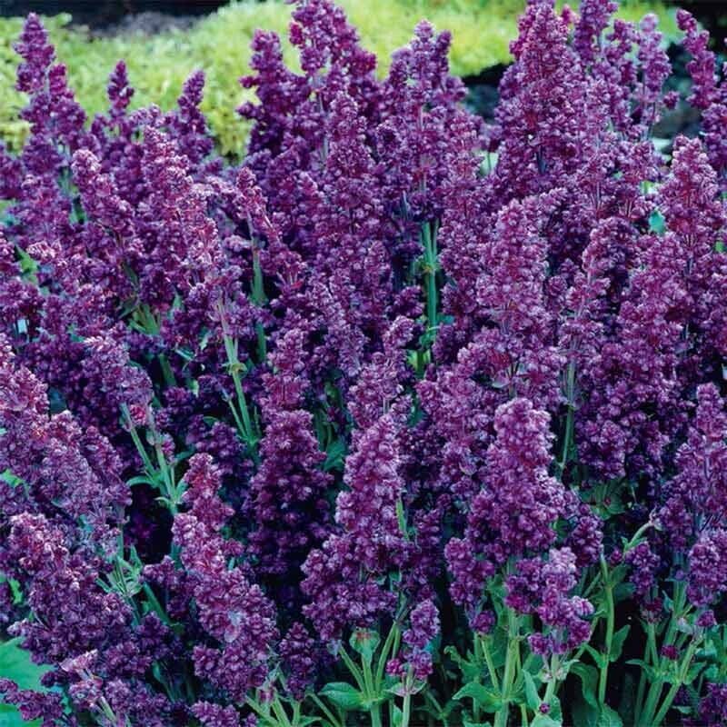 Green River 50 Double Plumosa Salvia Seeds - Vibrant Perennial Flower Seeds for Borders & Pollinator Gardens, Drought-Tolerant, Butterfly Magnet, All Seasons, Bag, Partial Sun