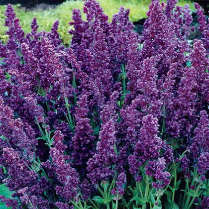 Green River 50 Double Plumosa Salvia Seeds - Vibrant Perennial Flower Seeds for Borders & Pollinator Gardens, Drought-Tolerant, Butterfly Magnet, All Seasons, Bag, Partial Sun