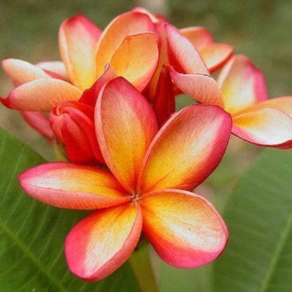 Green River 5 Orange Pink Plumeria Seeds - Flower Seed Pack, Premium Tropical Blooms, Fragrant Perennial Plants for Garden Charm, Ideal for Leis and Containers
