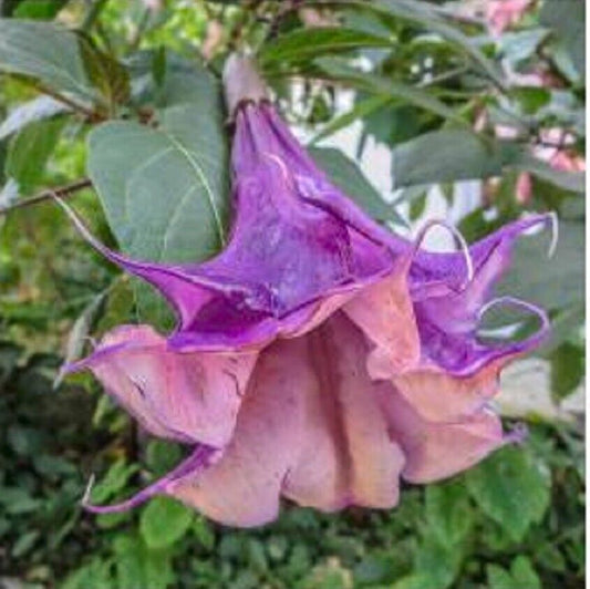 Green River Seeds 10 Sandra Cansa Angel Trumpet Seeds - Premium Brugmansia Flowers for Pots Patios & Cottage Gardens - Fast Growing Exotic Scented Blooms for Full Sun Zones